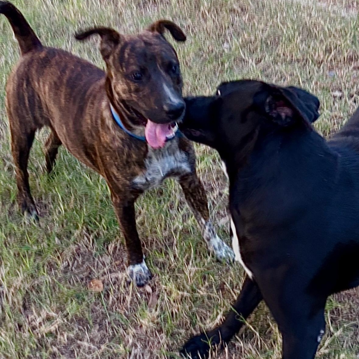 Enlarge Tom, a Adoptable mixed breed in Houston, TX image 5/5