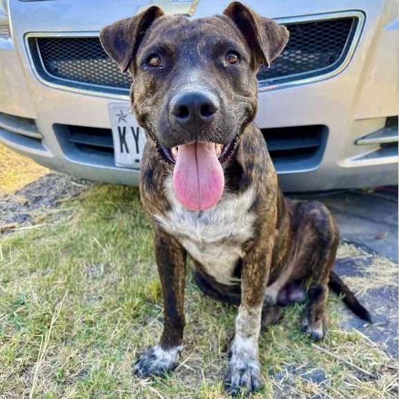 Enlarge Tom, a Adoptable mixed breed in Houston, TX image 2/5