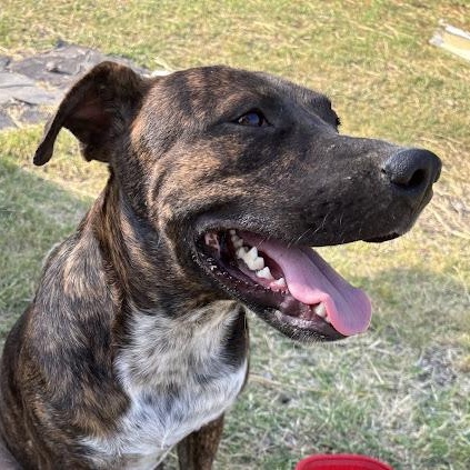Enlarge Tom, a Adoptable mixed breed in Houston, TX image 3/5