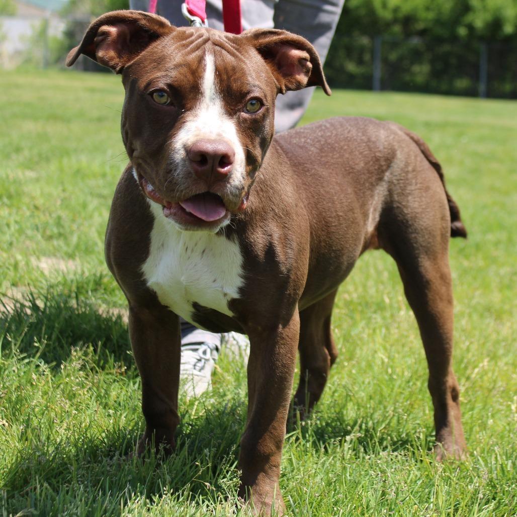 Enlarge Zeus, a Adoptable Pit Bull Terrier in Champaign, IL image 1/6