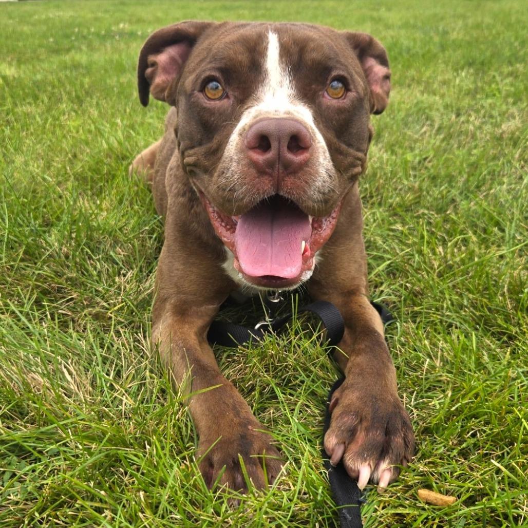 Enlarge Zeus, a Adoptable Pit Bull Terrier in Champaign, IL image 2/6