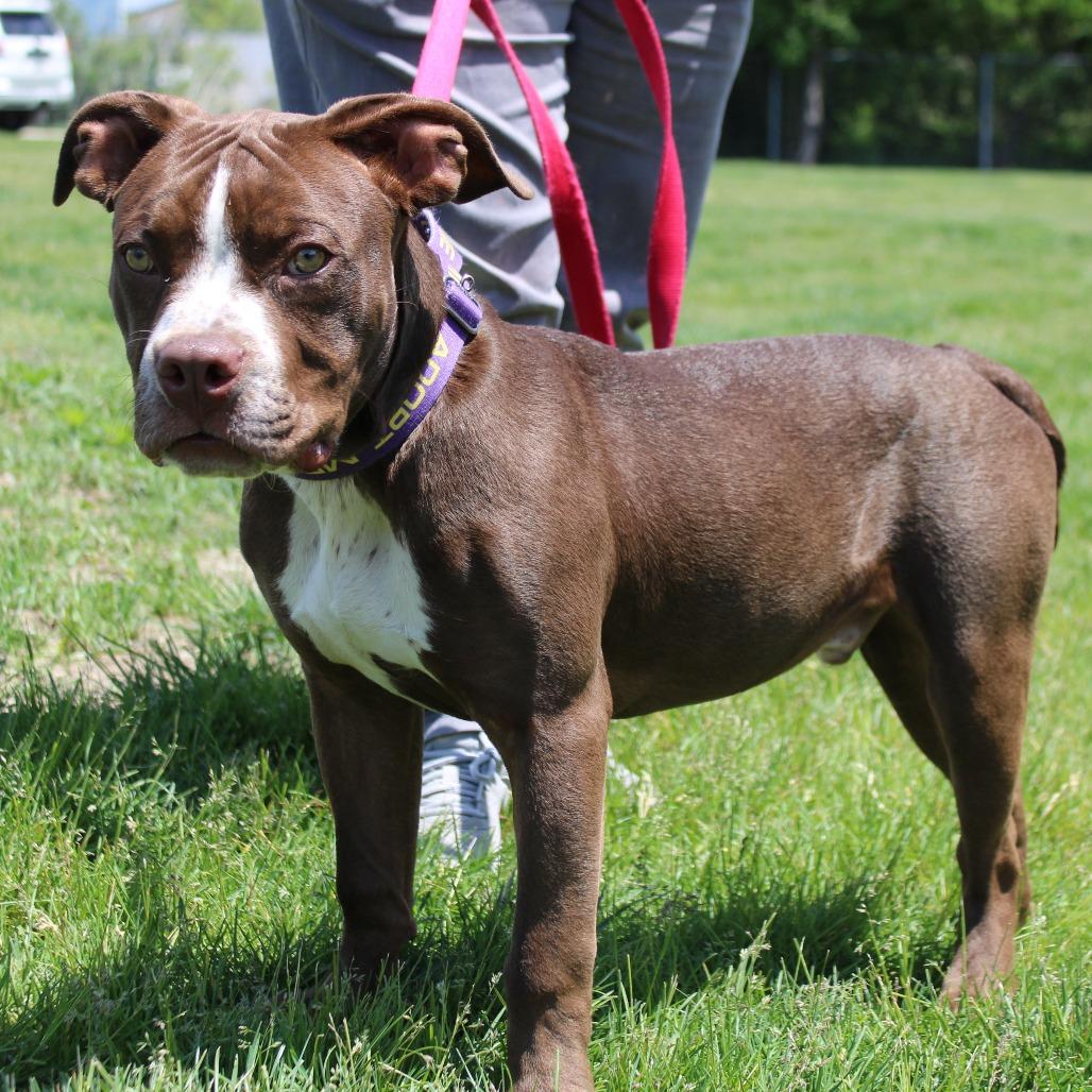 Enlarge Zeus, a Adoptable Pit Bull Terrier in Champaign, IL image 3/6