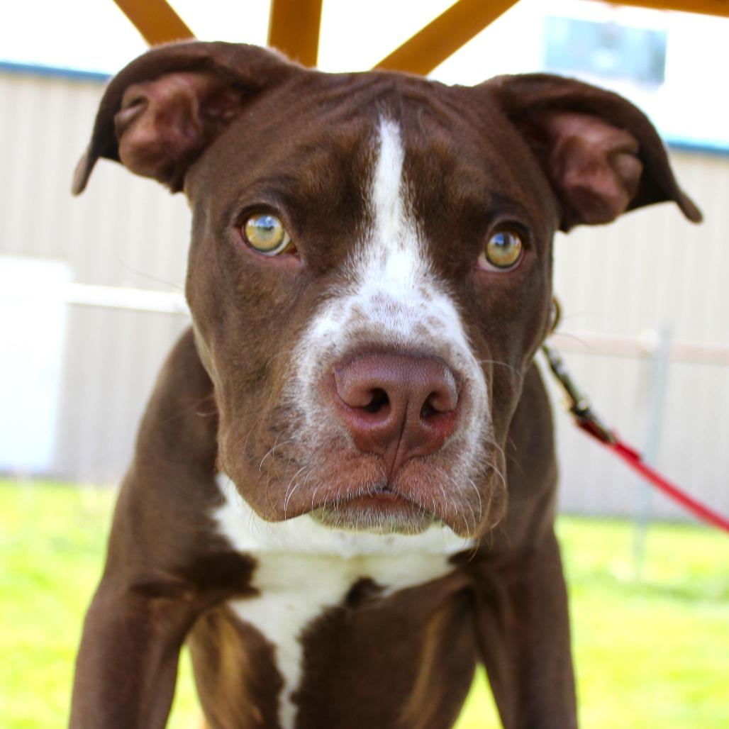 Enlarge Zeus, a Adoptable Pit Bull Terrier in Champaign, IL image 4/6