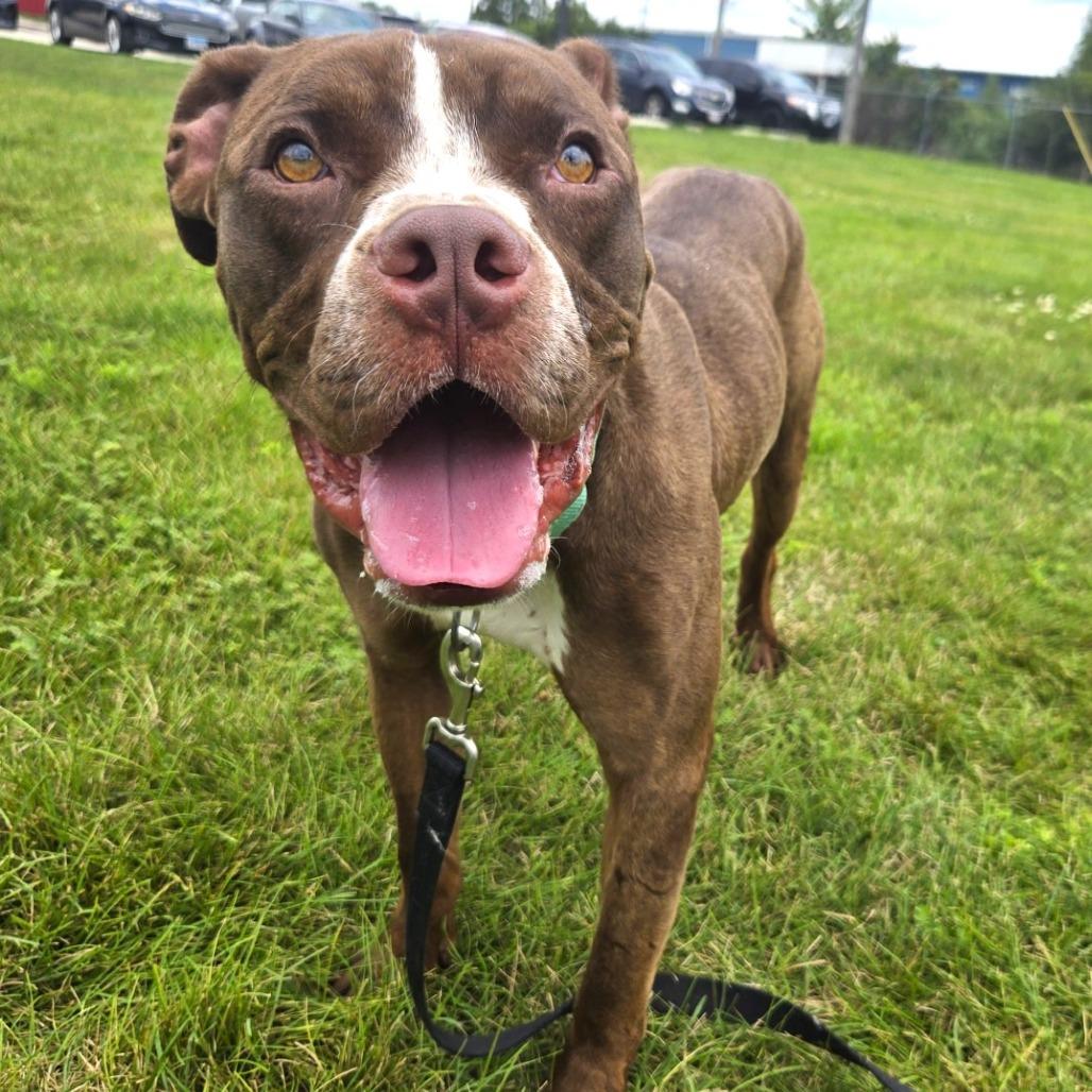 Enlarge Zeus, a Adoptable Pit Bull Terrier in Champaign, IL image 5/6