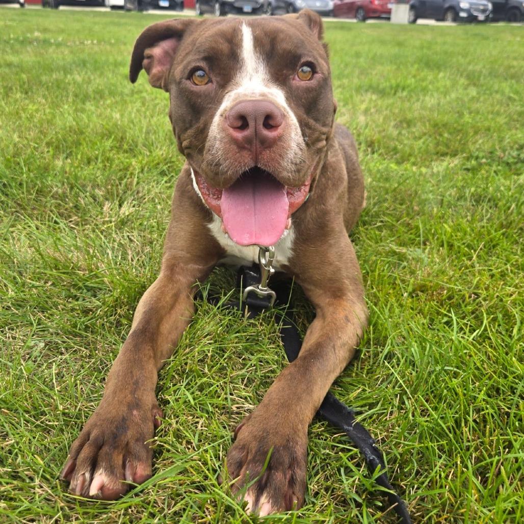 Enlarge Zeus, a Adoptable Pit Bull Terrier in Champaign, IL image 6/6
