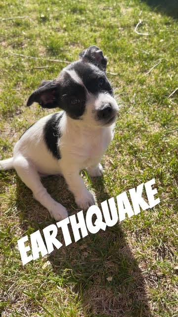 Enlarge Earthquake, an adoption pending Terrier in Salt Lake City, UT image 2/6