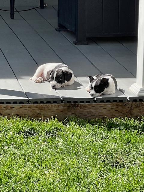 Enlarge Earthquake, an adoption pending Terrier in Salt Lake City, UT image 6/6