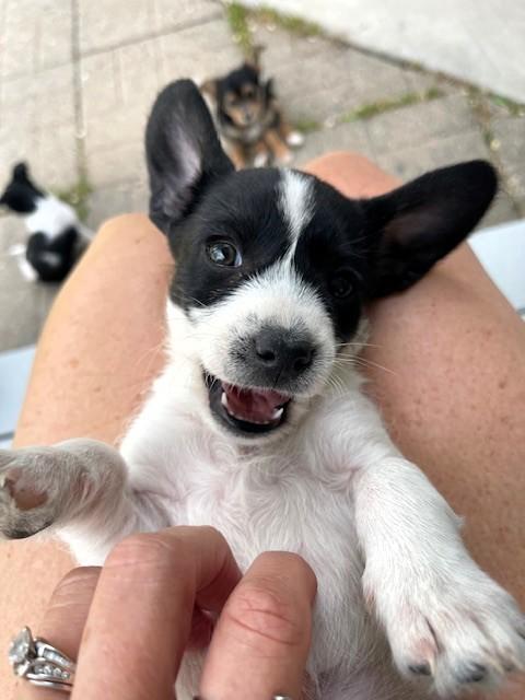 Enlarge Earthquake, an adoption pending Terrier in Salt Lake City, UT image 5/6