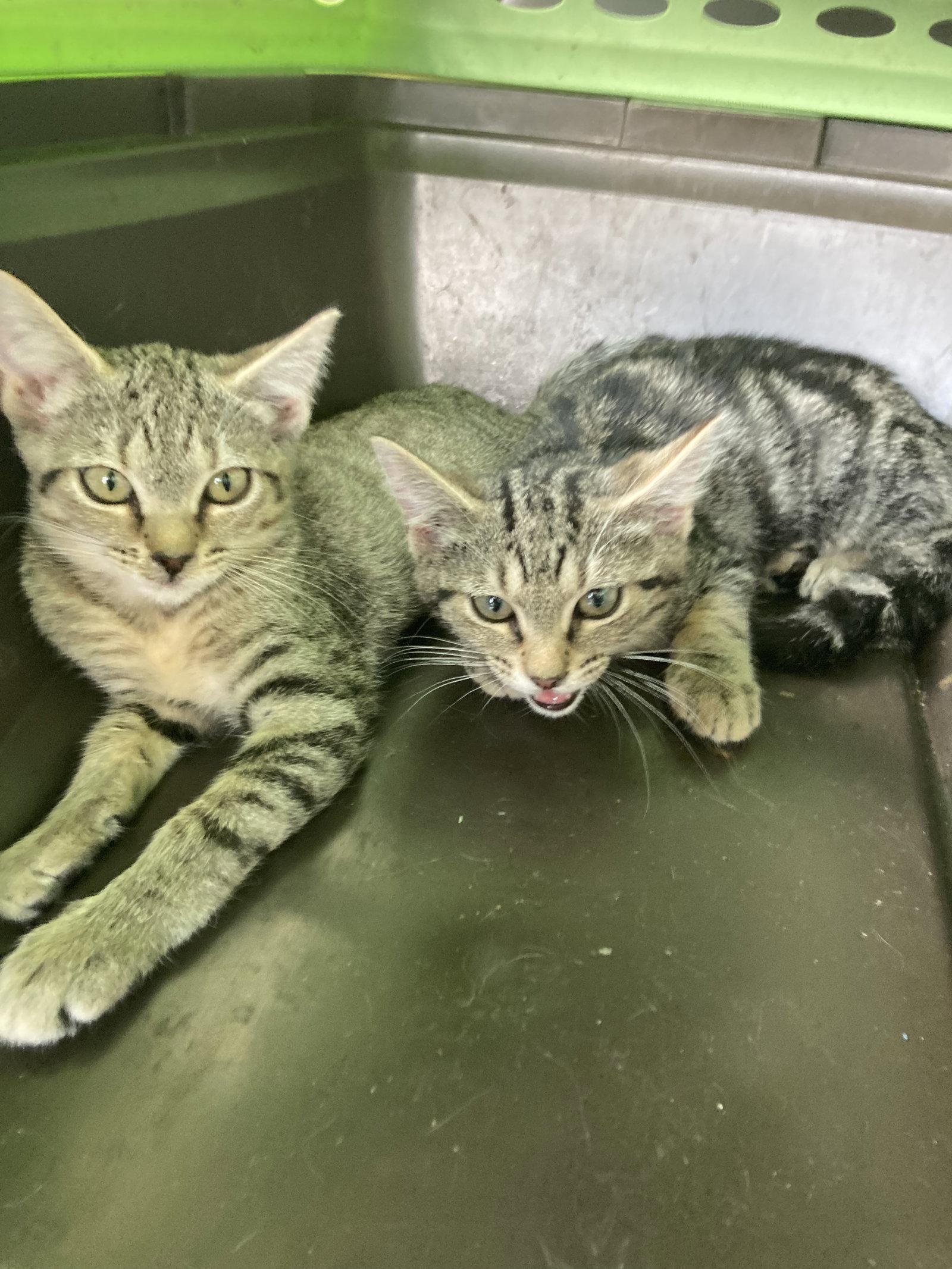 Brown Fulcher, Adoptable, Young Male Domestic Short Hair.