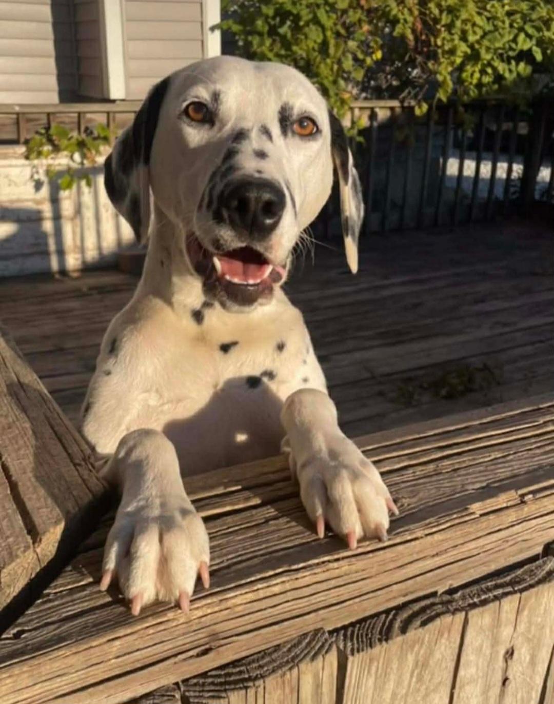 Enlarge Abby, a Adoptable Dalmatian in merrillville, IN image 2/4