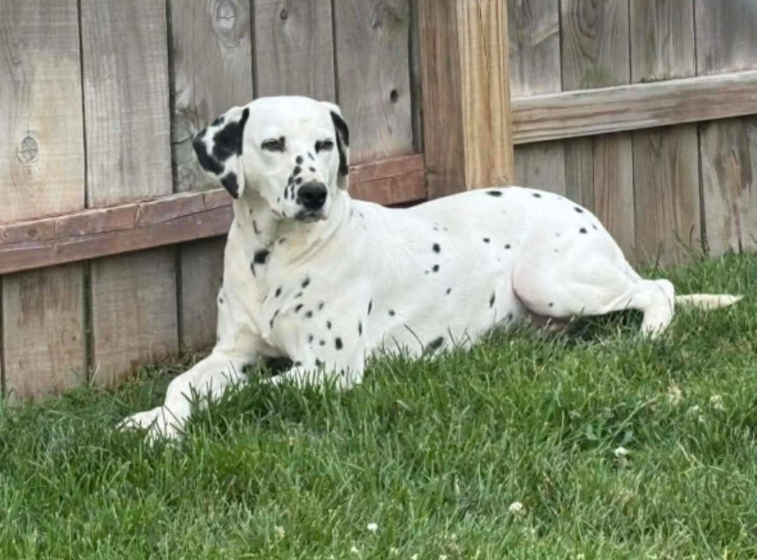 Enlarge Abby, a Adoptable Dalmatian in merrillville, IN image 3/4
