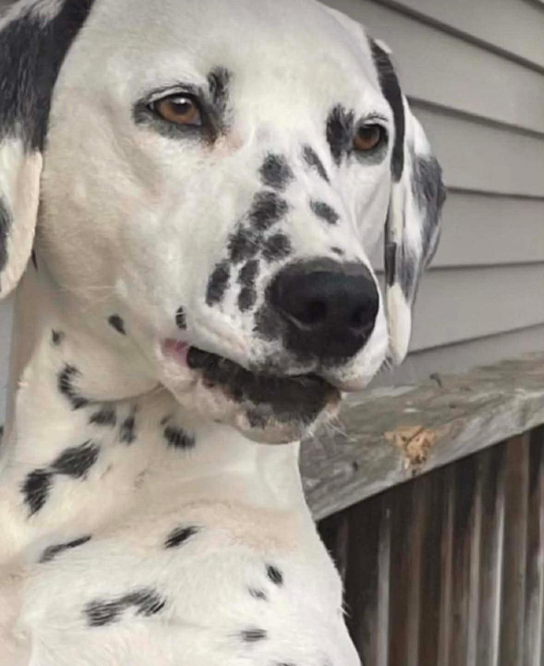 Enlarge Abby, a Adoptable Dalmatian in merrillville, IN image 4/4