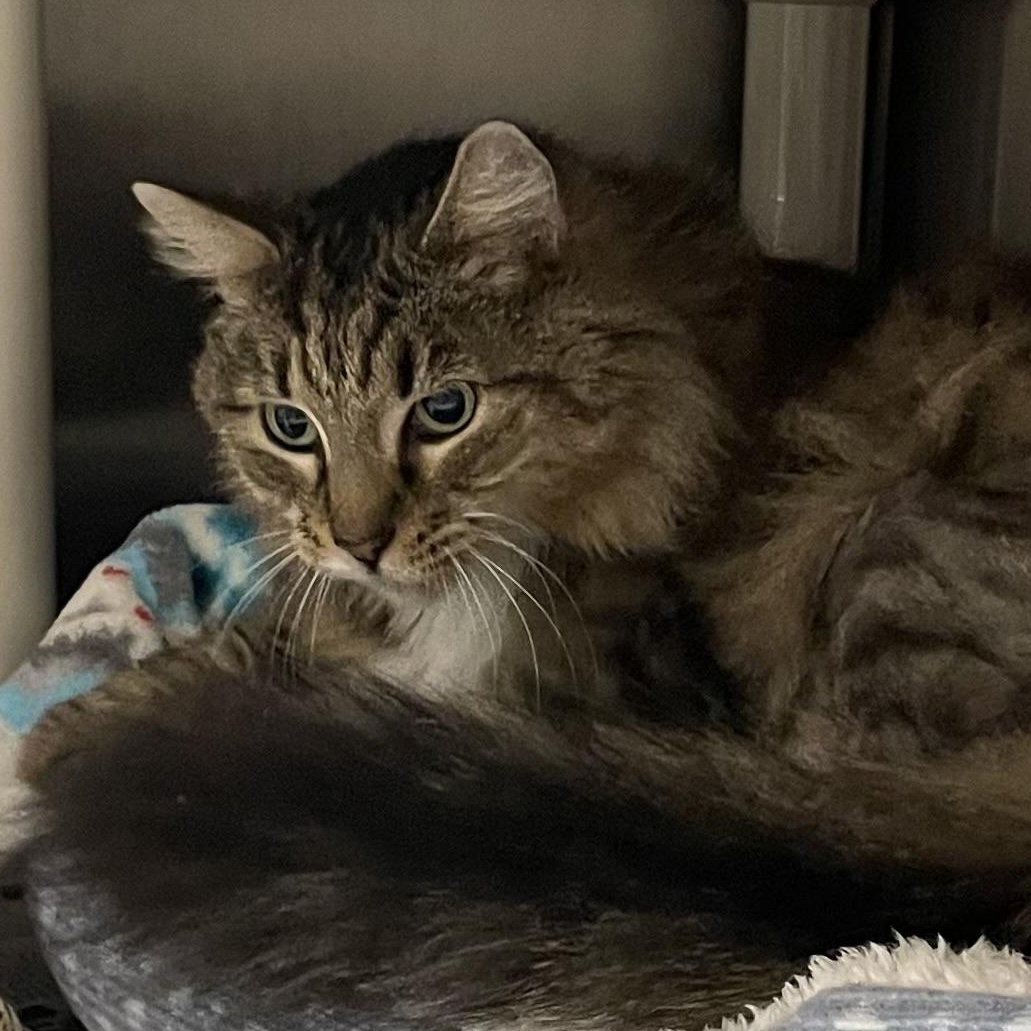 Sadie, Adoptable, Adult Female Domestic Medium Hair.