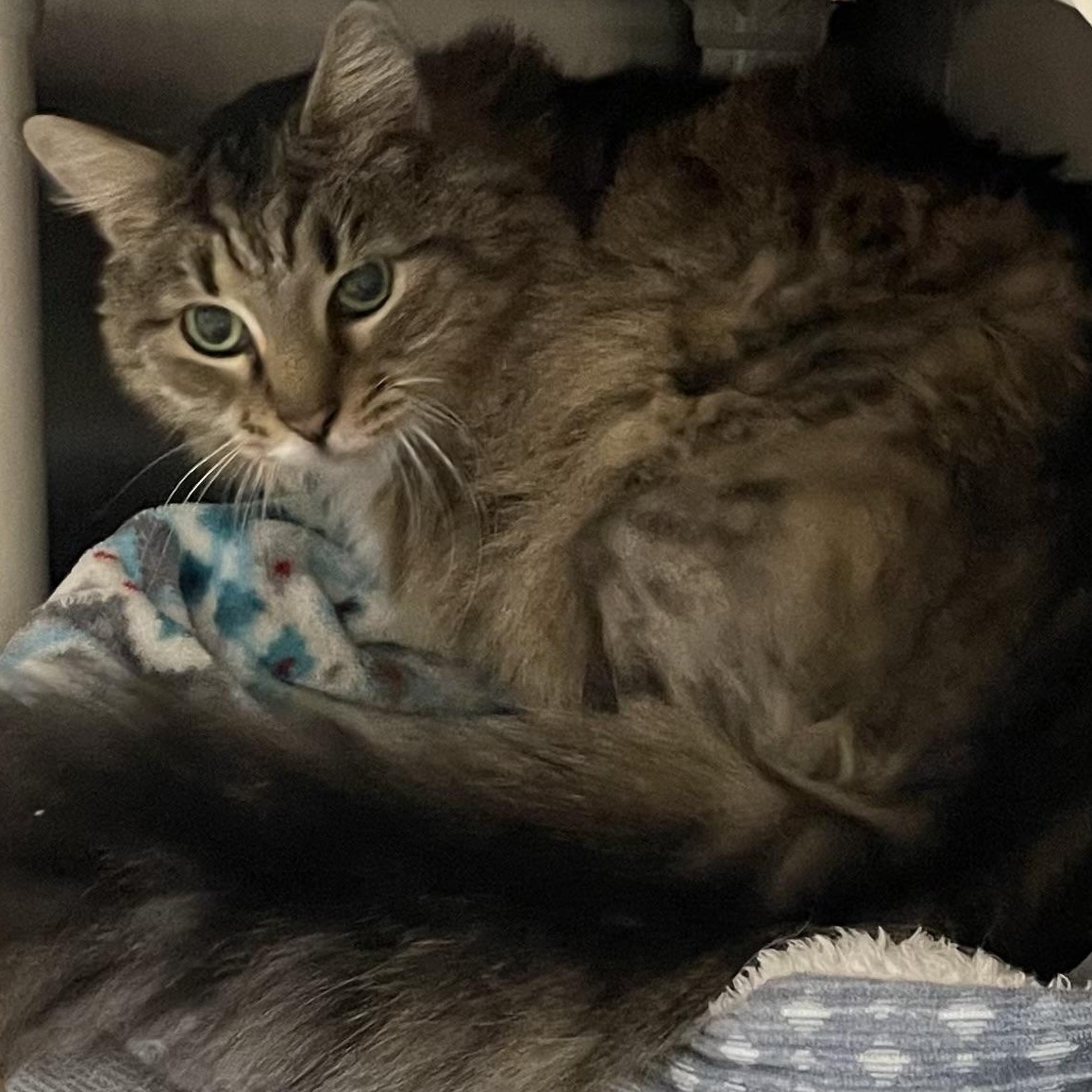 Enlarge Sadie, a Adoptable Domestic Medium Hair in North Kingstown, RI image 3/4