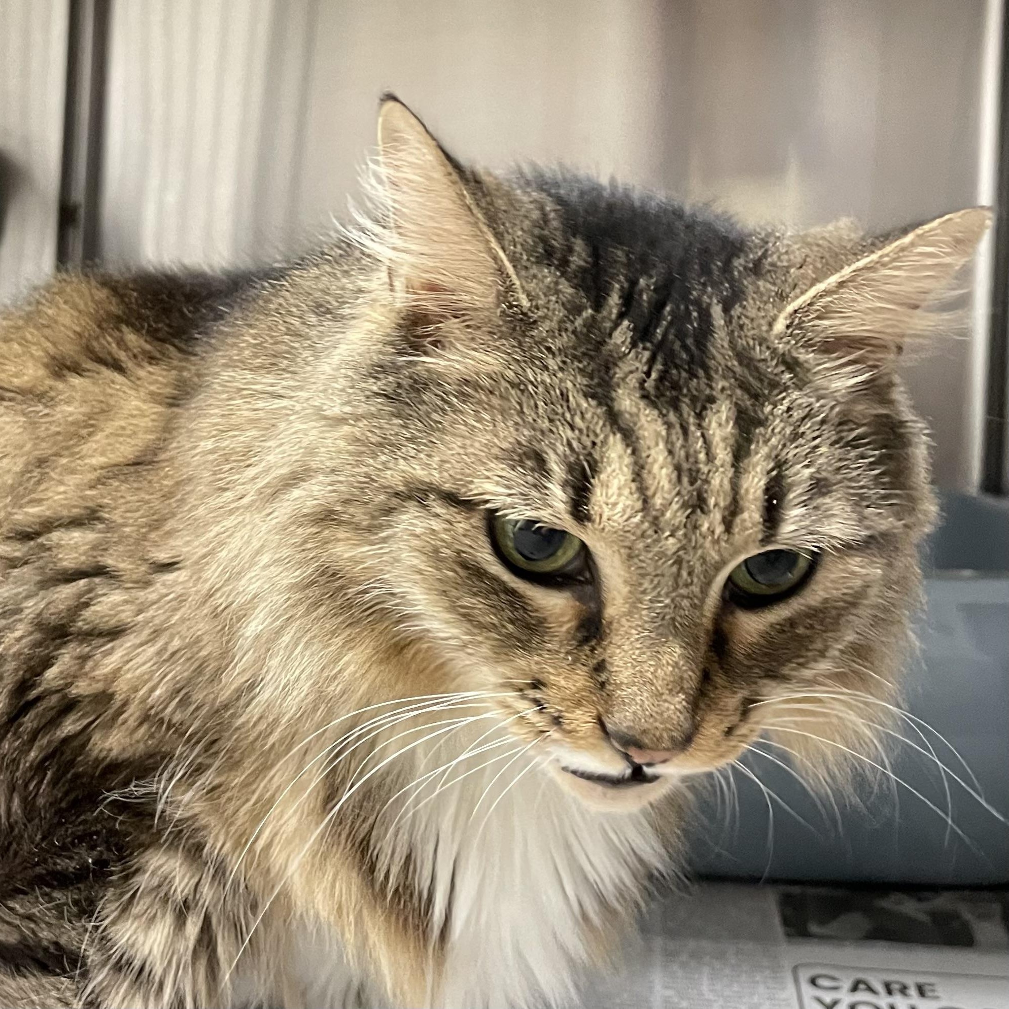 Enlarge Sadie, a Adoptable Domestic Medium Hair in North Kingstown, RI image 2/4