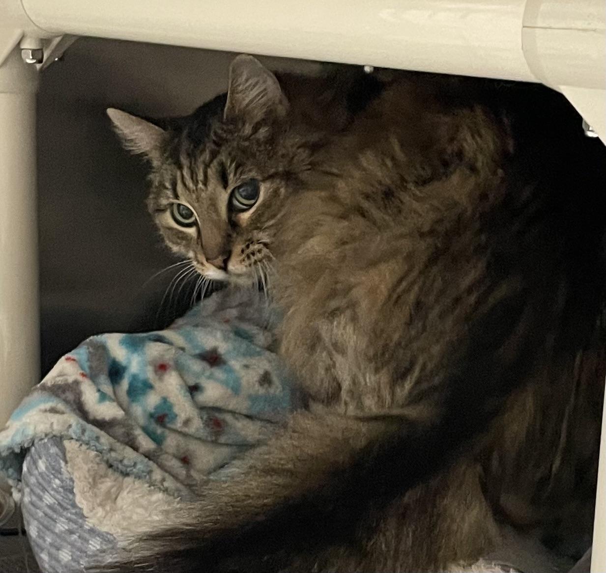 Enlarge Sadie, a Adoptable Domestic Medium Hair in North Kingstown, RI image 4/4