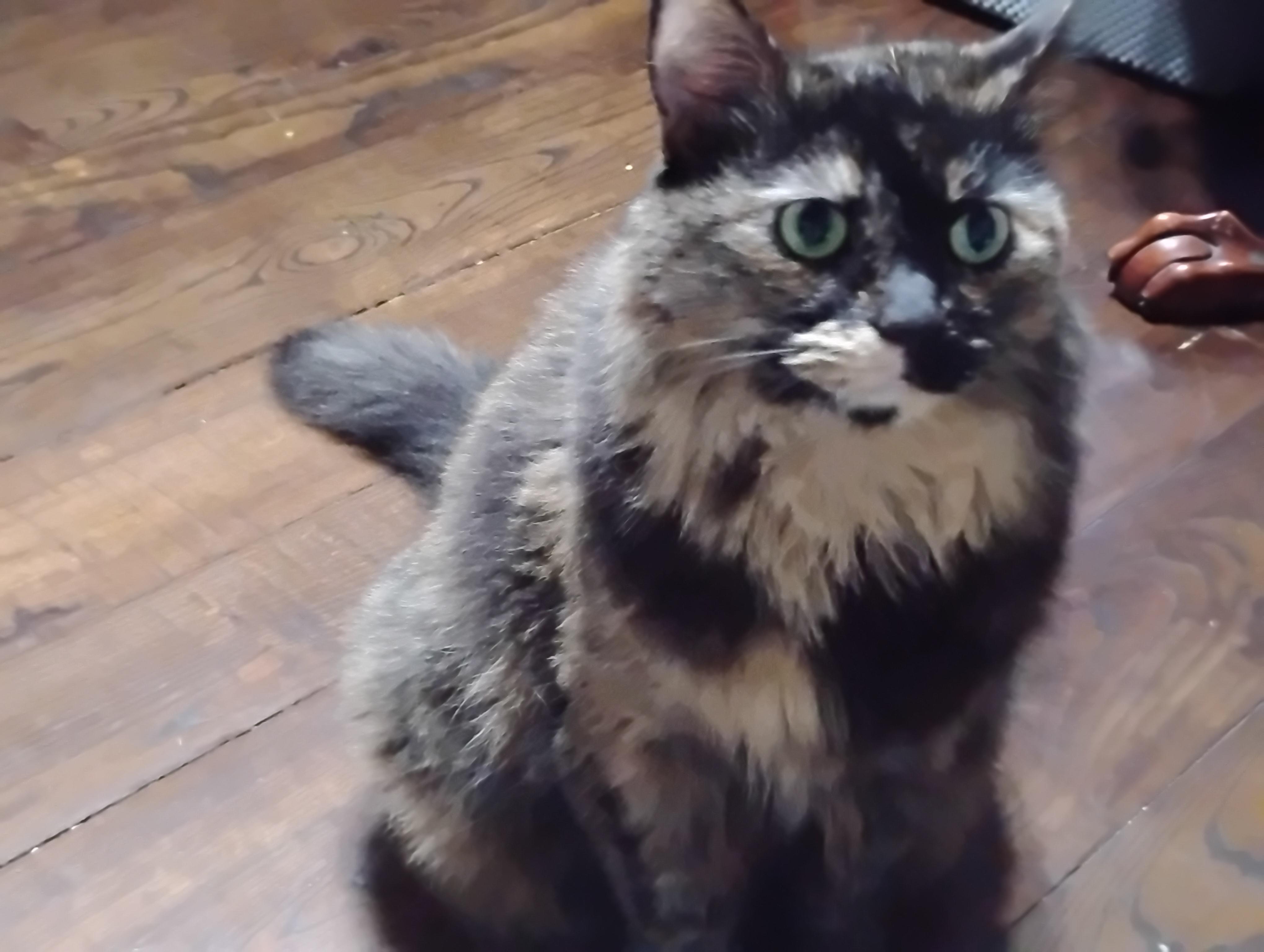 Miss Kitty, Adoptable, Adult Female Domestic Long Hair.