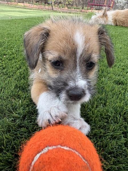Devon Towesd, adopted, Young Male Chihuahua & Terrier.