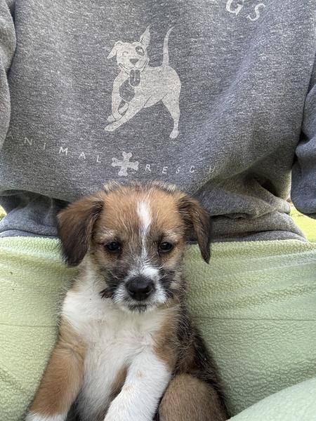 Enlarge Devon Towesd, an adopted mixed breed in Denver, CO image 2/2