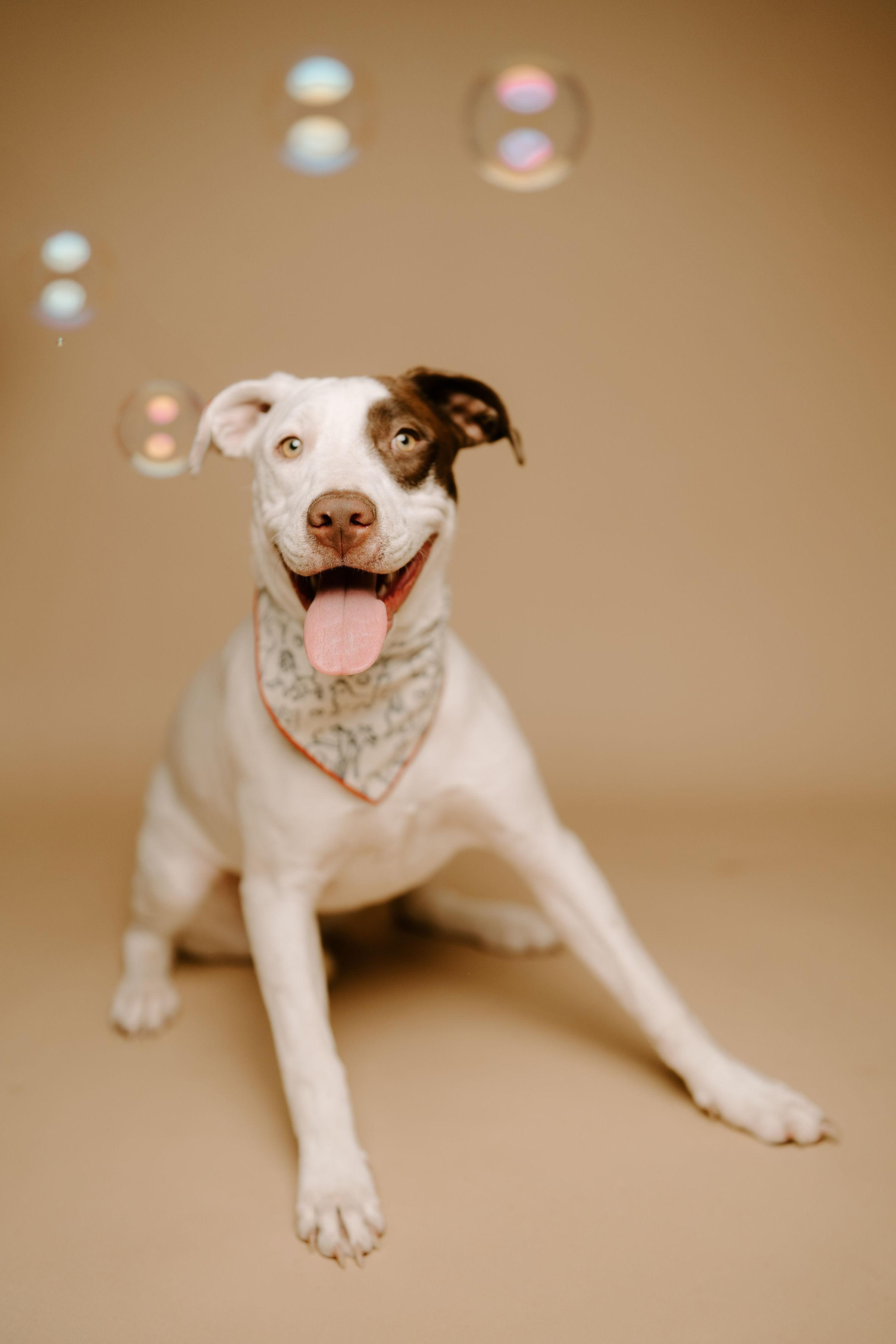 Daisy, an adoptable Pit Bull Terrier, Labrador Retriever in Garden City, KS, 67846 | Photo Image 1