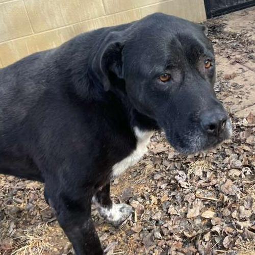 ELM 24(Diesel), Adoptable, Senior Male Mixed Breed.