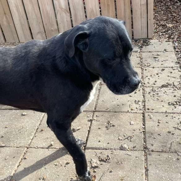 ELM 24(Diesel), a Adoptable Mixed Breed image 2/5