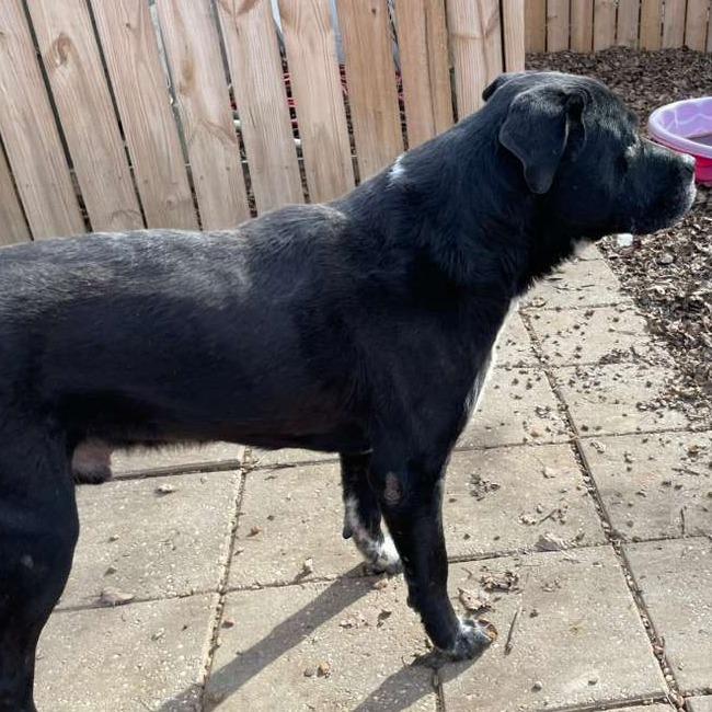 ELM 24(Diesel), a Adoptable Mixed Breed image 3/5