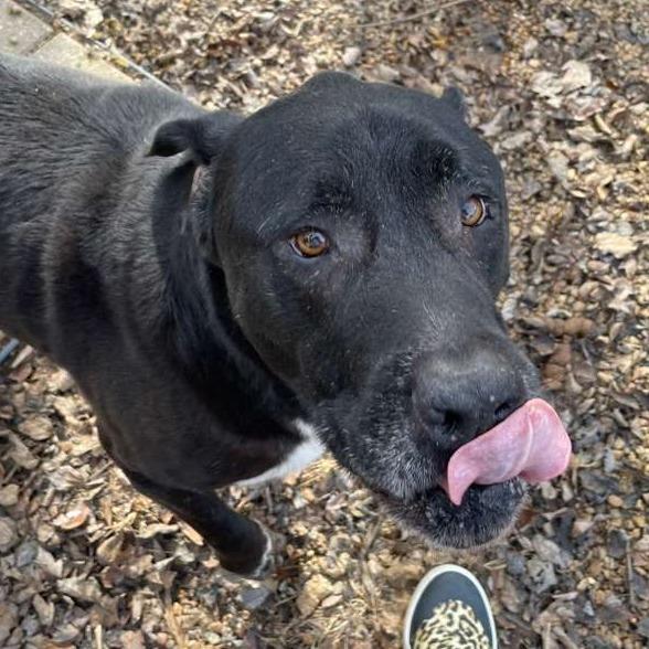 ELM 24(Diesel), a Adoptable Mixed Breed image 4/5