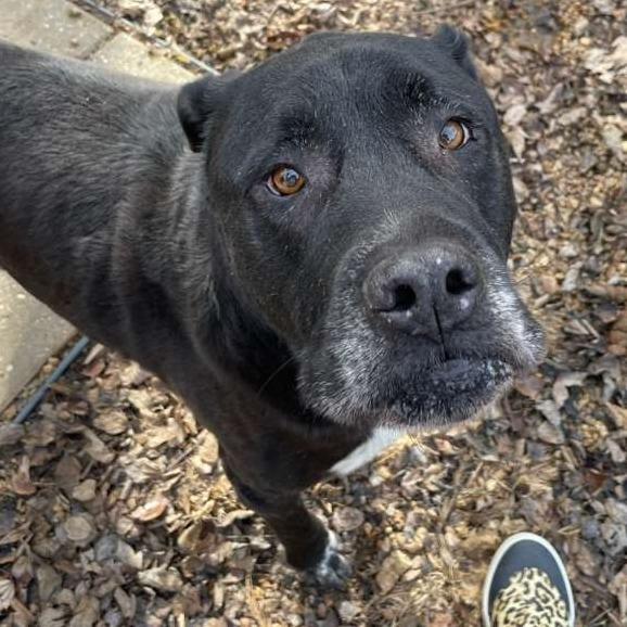 ELM 24(Diesel), a Adoptable Mixed Breed image 5/5