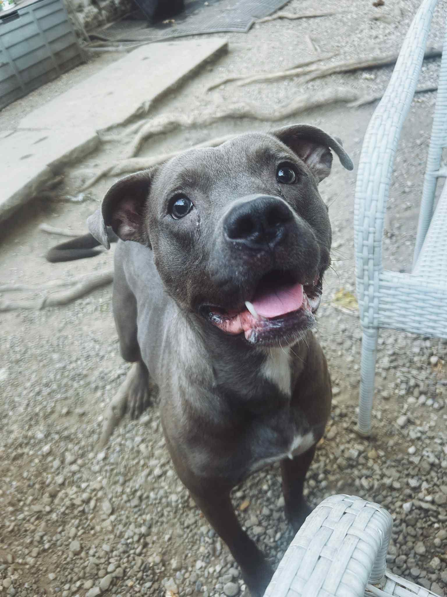 Enlarge Rick, a Adoptable Pit Bull Terrier in Akron, OH image 1/3