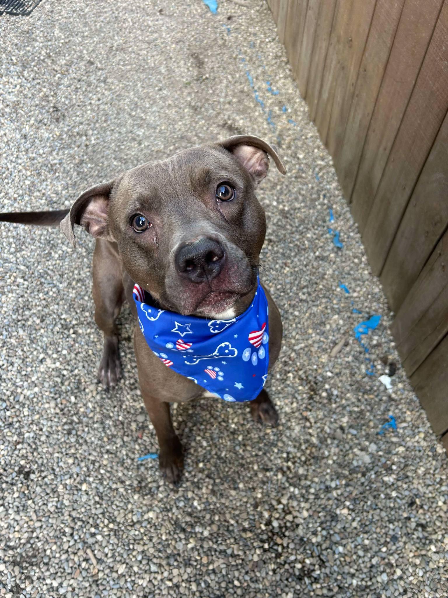 Enlarge Rick, a Adoptable Pit Bull Terrier in Akron, OH image 2/3