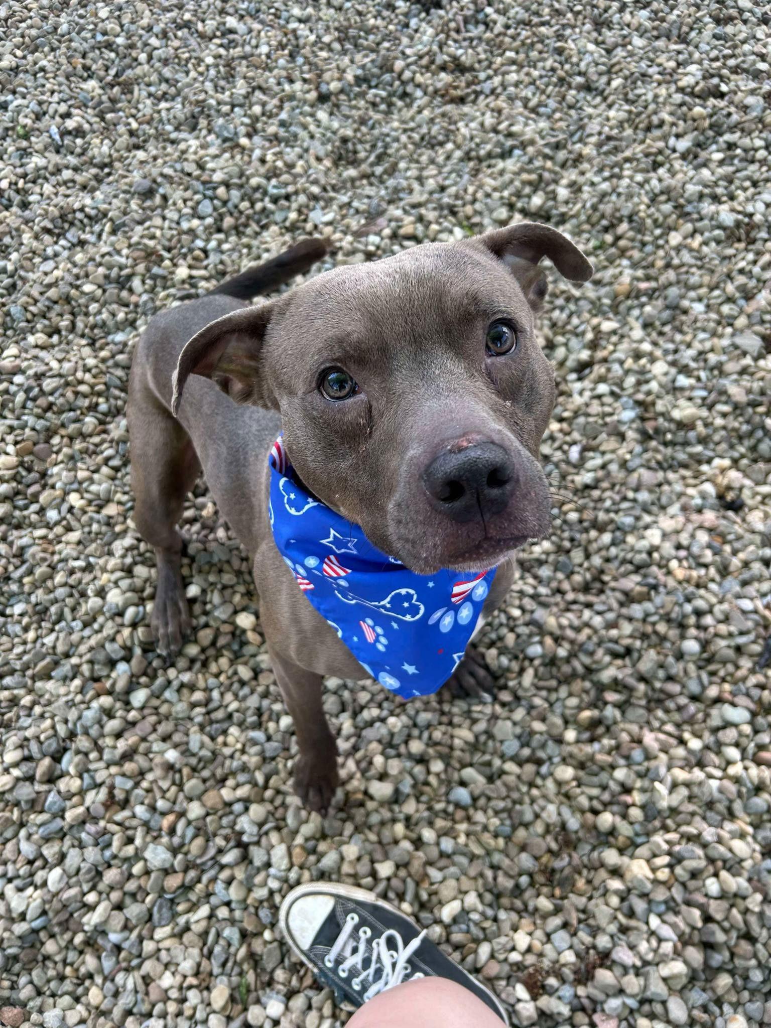 Enlarge Rick, a Adoptable Pit Bull Terrier in Akron, OH image 3/3