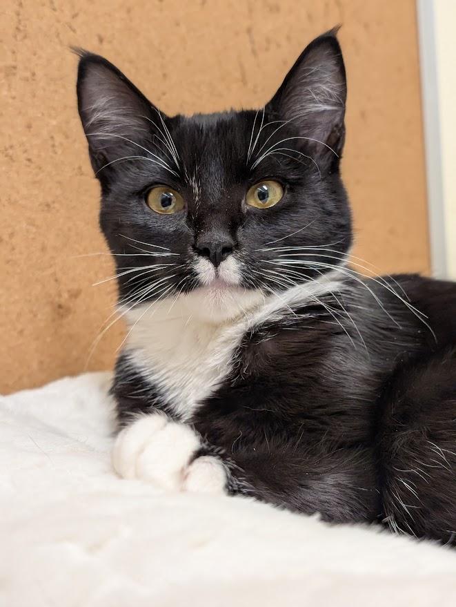 Bunny, Adoptable, Kitten Female Domestic Short Hair.