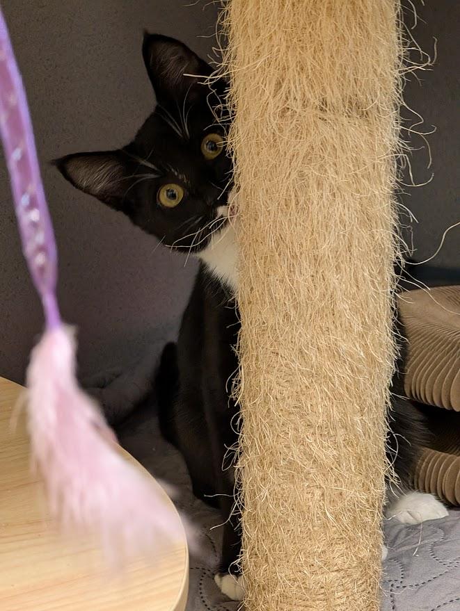 Bunny, a Adoptable Domestic Short Hair in Coquitlam, BC image 2/2