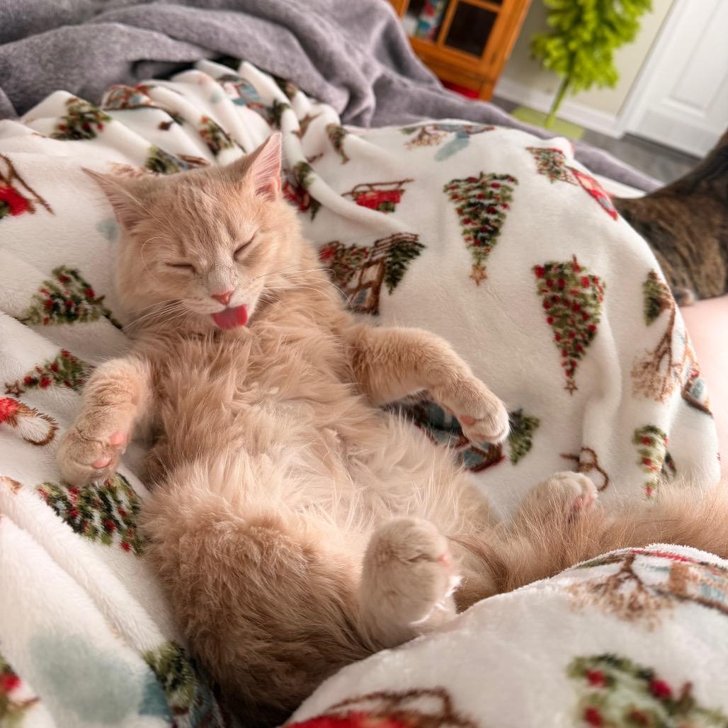 Puff (25-4879), Adoptable, Kitten Female Domestic Medium Hair.