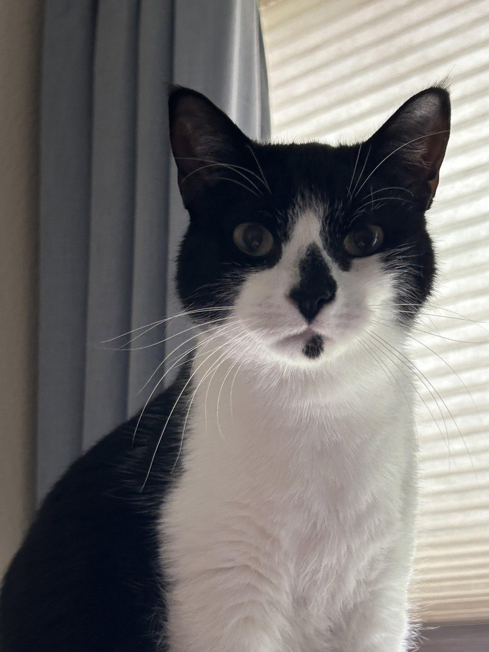 Rudolph, Adopted, Adult Male Domestic Short Hair.