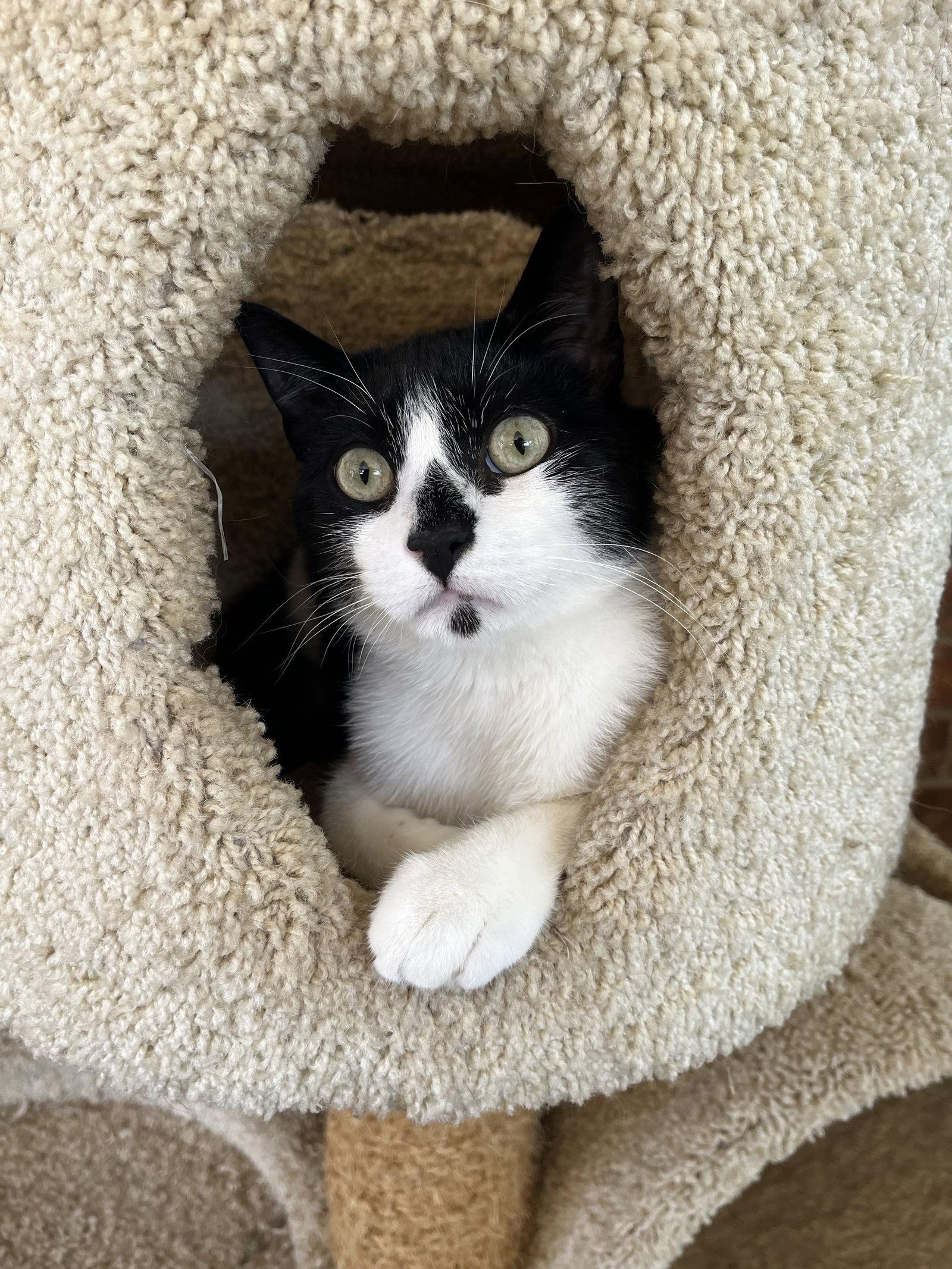 Rudolph, a Adopted Domestic Short Hair in Fort Worth, TX image 3/3