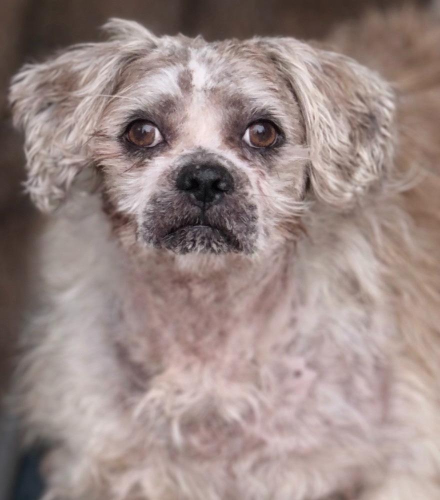 Cash, Adoptable, Adult Male Shih Tzu & Mixed Breed.