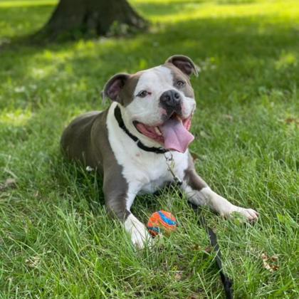 Enlarge Raider, a Adoptable mixed breed in Merriam, KS image 1/3