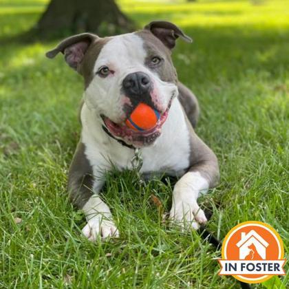 Enlarge Raider, a Adoptable mixed breed in Merriam, KS image 2/3