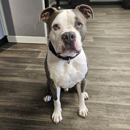 Enlarge Raider, a Adoptable mixed breed in Merriam, KS image 3/3