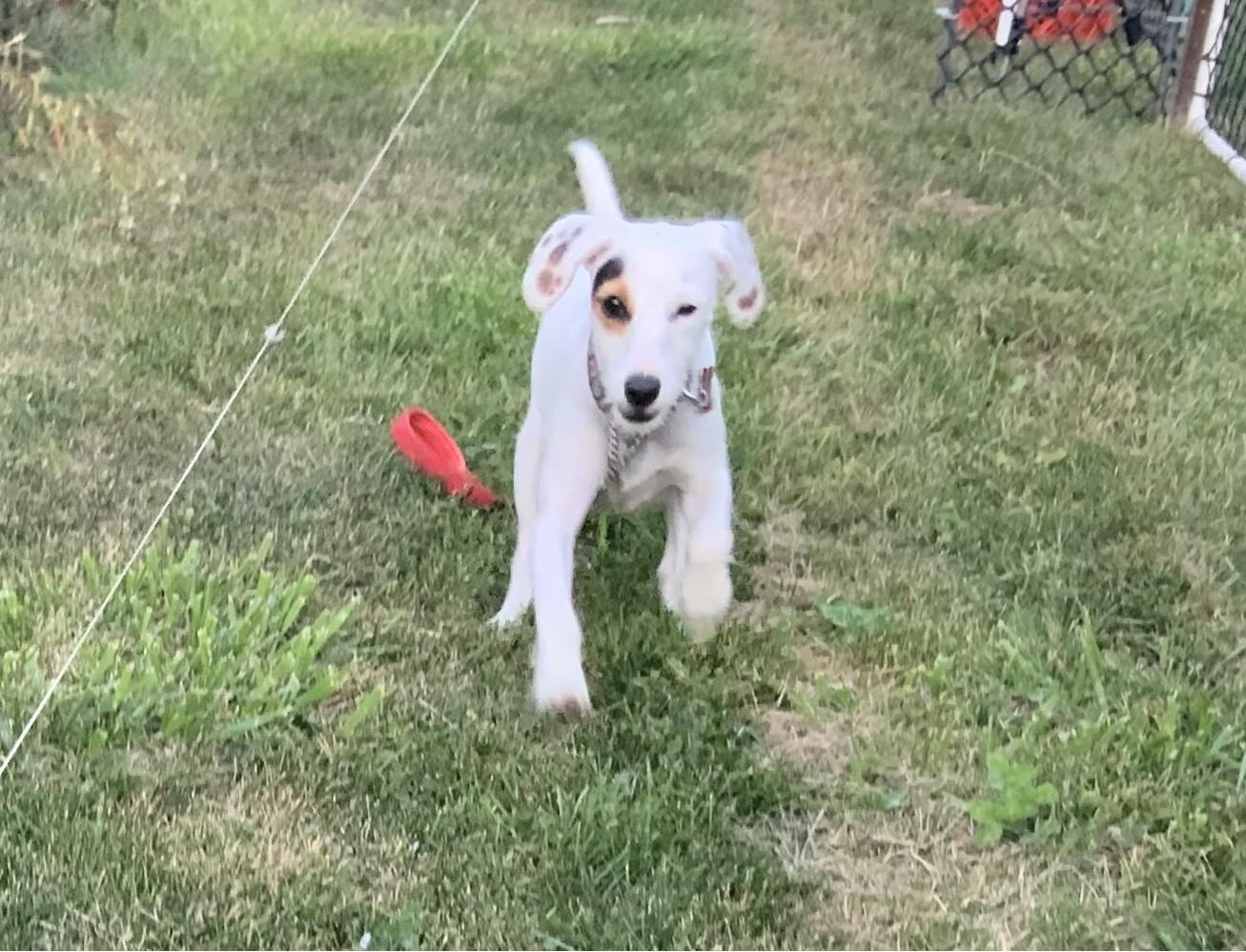 Enlarge Jelly Bean, a Adopted mixed breed in Toronto, ON image 5/6
