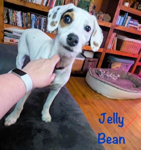Jelly Bean, Adopted, Puppy Female Jack Russell Terrier & Beagle.