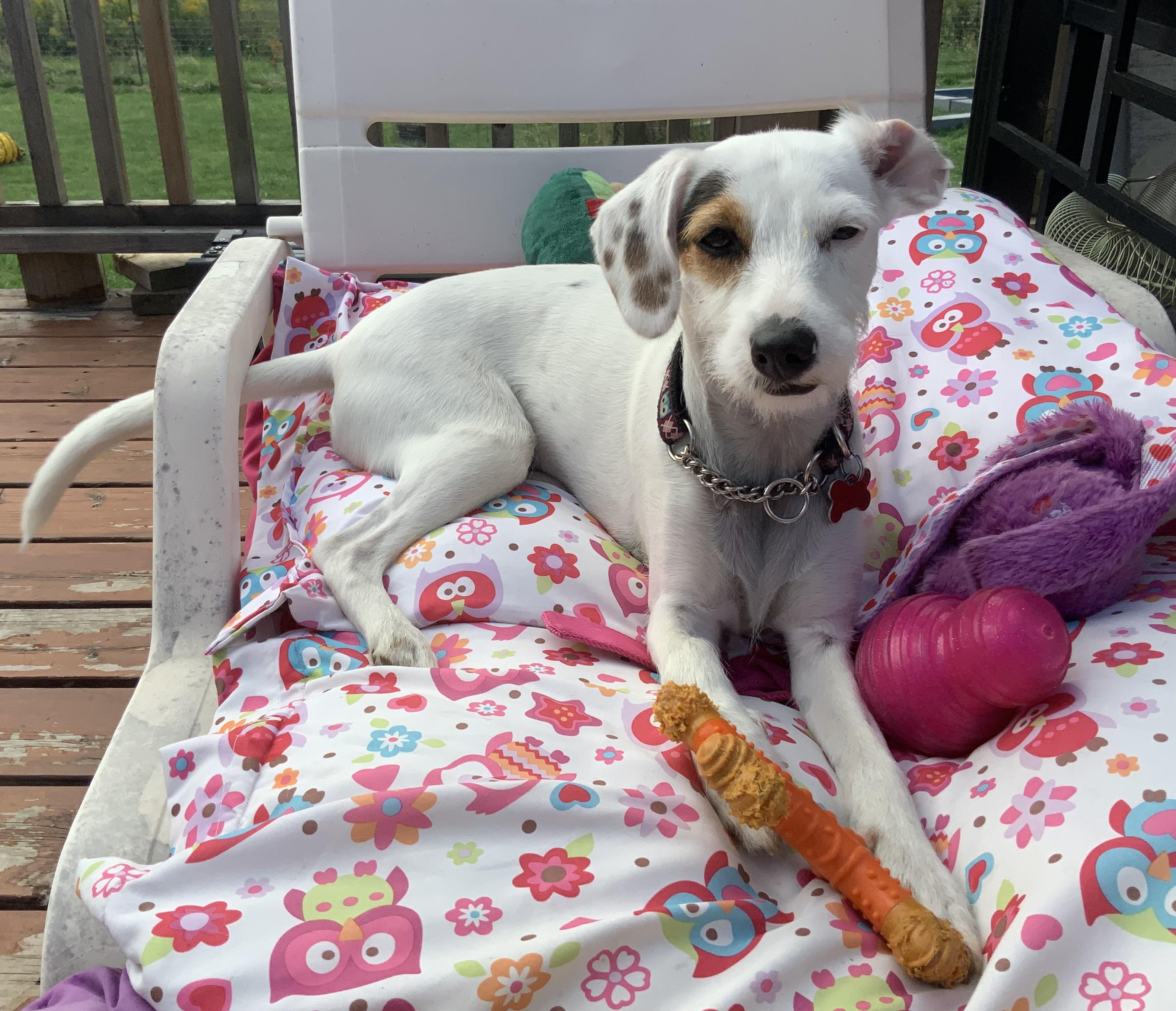 Enlarge Jelly Bean, a Adopted mixed breed in Toronto, ON image 4/6