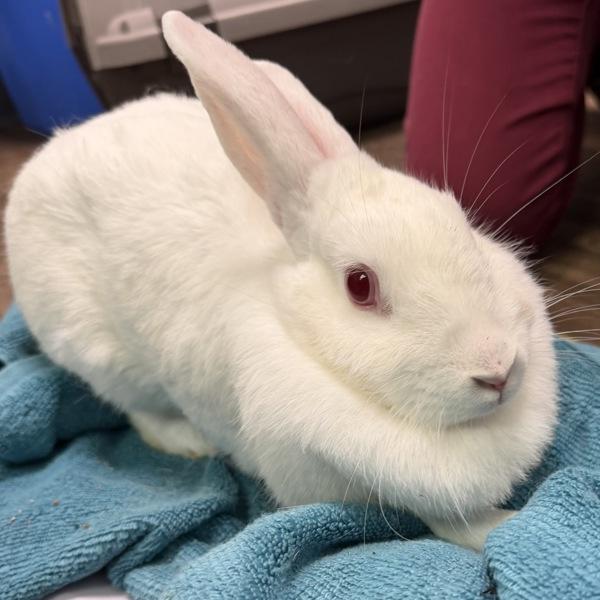 Enlarge Bun Bun, a Adoptable mixed breed in San Diego, CA image 1/1