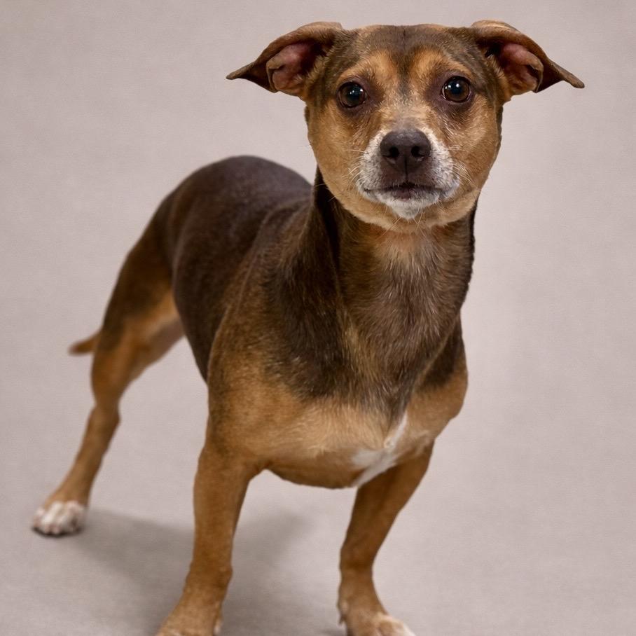 Enlarge Justin: You are "just-in" time to adopt this sweet dog, a Adoptable mixed breed in Austin, TX image 3/4