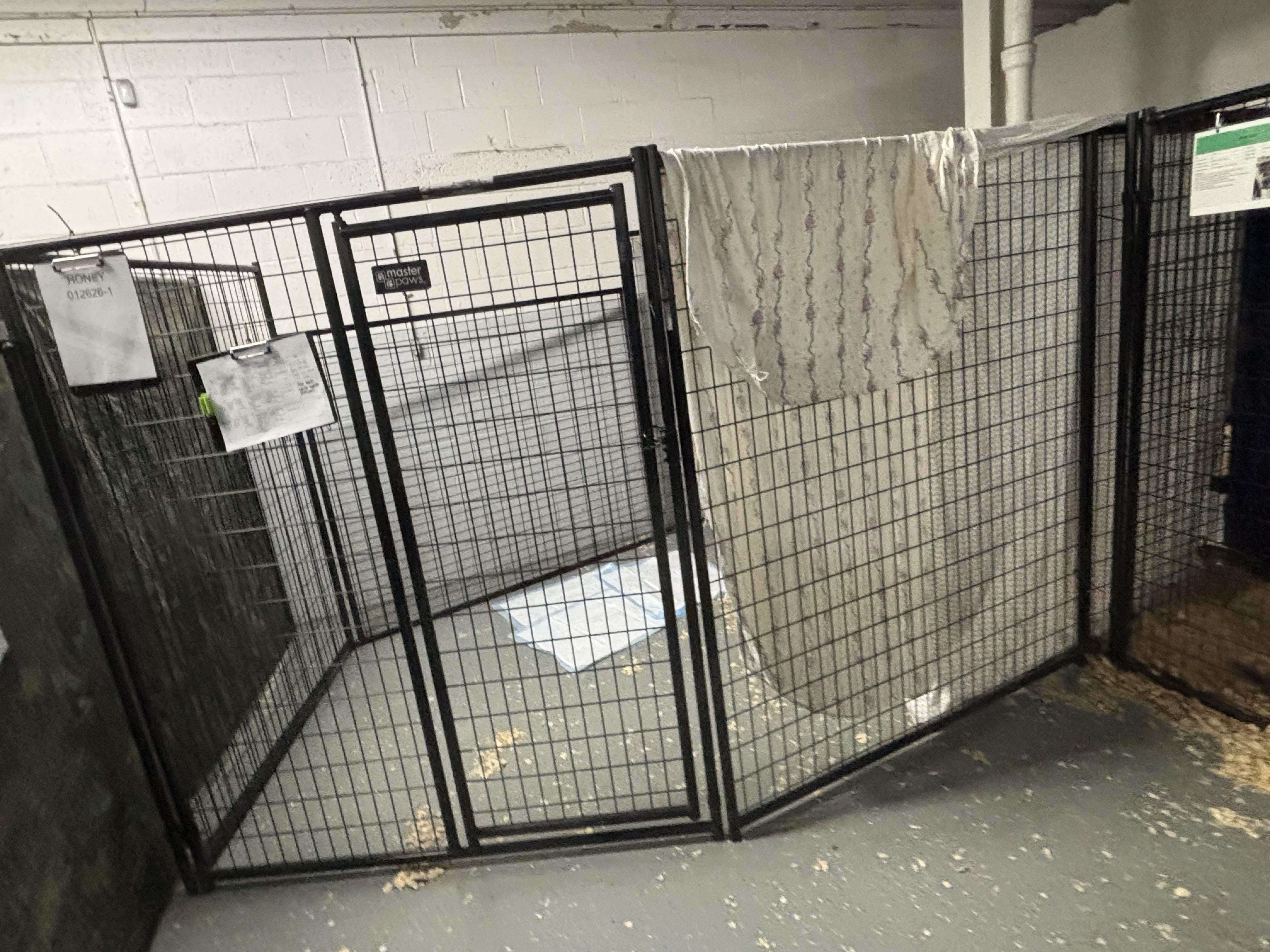 Enlarge Elvis, a ADOPTABLE mixed breed in Oak Park, MI image 2/2