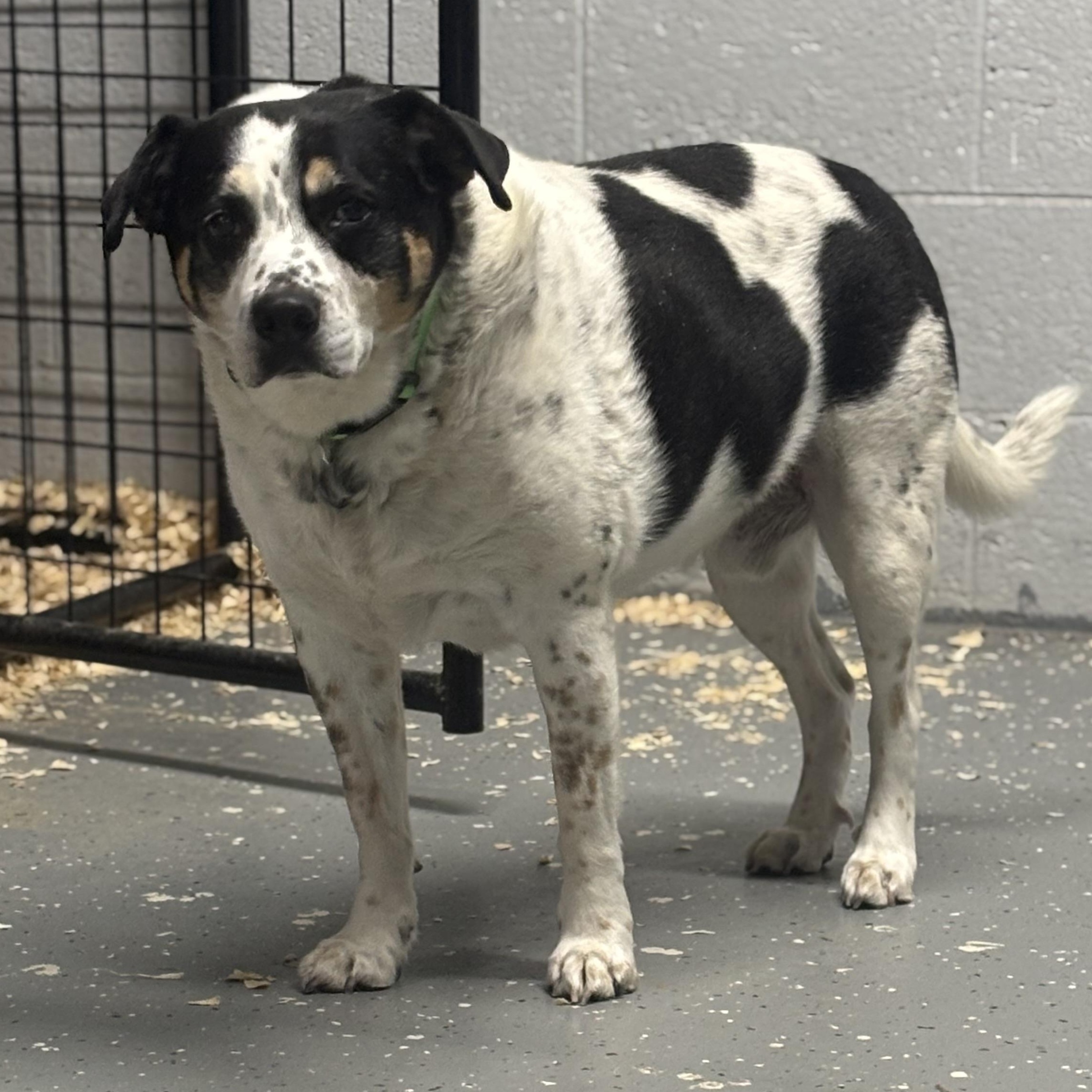 Enlarge Elvis, a ADOPTABLE mixed breed in Oak Park, MI image 1/2