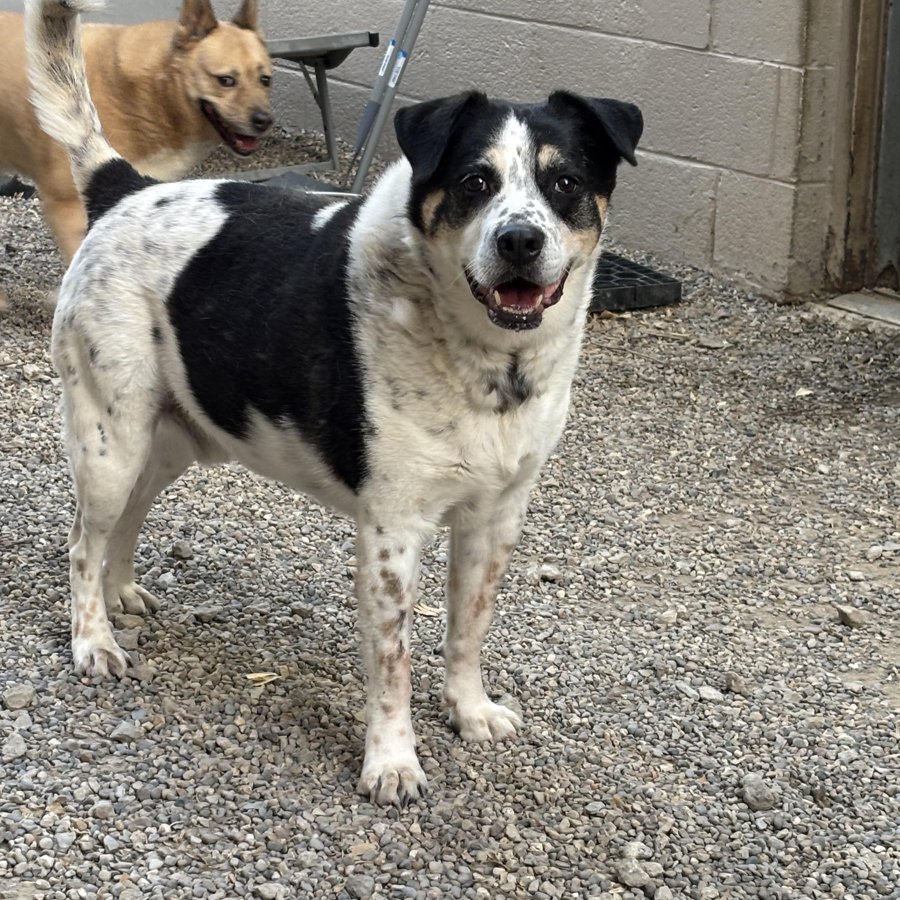 Elvis, ADOPTABLE, Adult Male Mixed Breed.