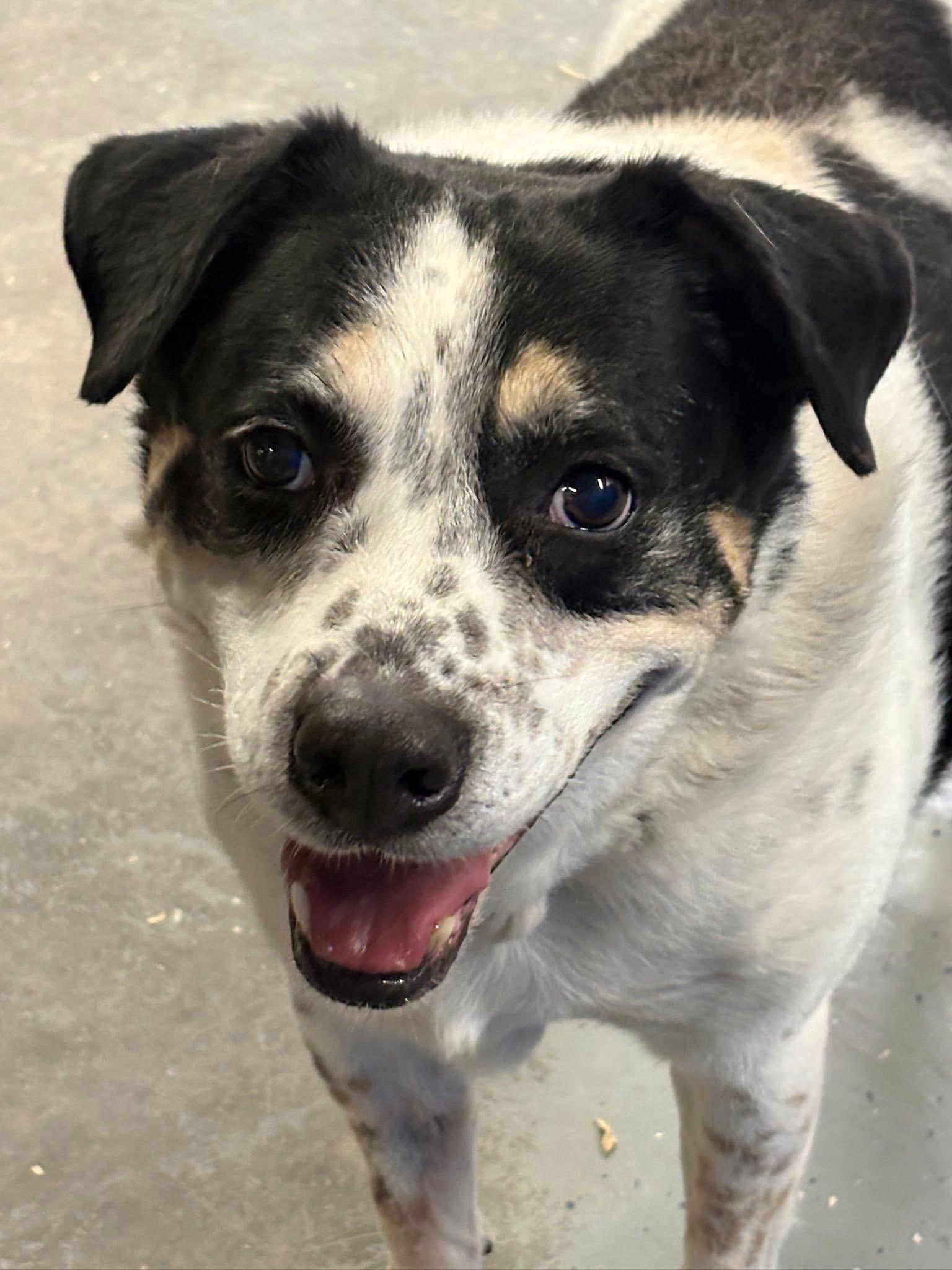 Enlarge Elvis, a ADOPTABLE mixed breed in Oak Park, MI image 3/5